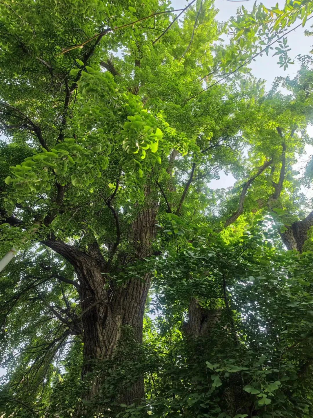 徒步旅行 山中禅修 瑜伽 断食 第 5 张 徒步旅行 山中禅修 瑜伽 断食 第 5 张