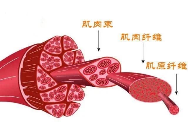 经常练瑜伽，会让你变成“肌肉男 / 女”吗?  第 1 张