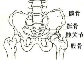 你了解你的髋关节吗? 第 3 张 你了解你的髋关节吗? 第 3 张