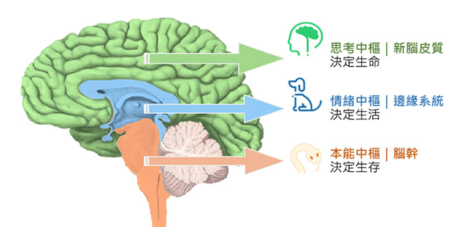 你该怎么做? 如何协助小朋友去调节自己?  三重脑 Truinne Brain 瑜伽控制 儿童瑜伽 瑜伽培训 第 1 张