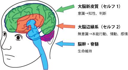  你该怎么做? 如何协助小朋友去调节自己?  三重脑 Truinne Brain 瑜伽控制 儿童瑜伽 瑜伽培训 第 2 张 