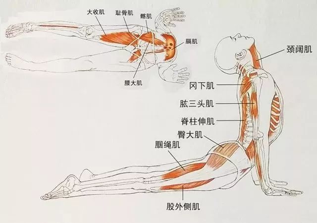 在瑜伽「蛇式」练习中,臀部应该夹紧、还是应该放松? 瑜伽体位法 瑜伽培训 西安瑜伽培训 蛇式 第 2 张 在瑜伽「蛇式」练习中,臀部应该夹紧、还是应该放松? 瑜伽体位法 瑜伽培训 西安瑜伽培训 蛇式 第 2 张