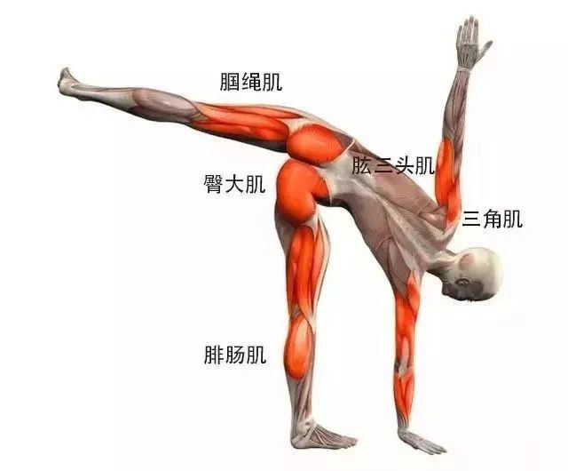 你知道这些瑜伽体式练的是哪里吗?20 个解剖图告诉你! 瑜伽解刨学 瑜伽体位法 哈他瑜伽 瑜伽培训 西安瑜伽培训 第 12 张 你知道这些瑜伽体式练的是哪里吗?20 个解剖图告诉你! 瑜伽解刨学 瑜伽体位法 哈他瑜伽 瑜伽培训 西安瑜伽培训 第 12 张