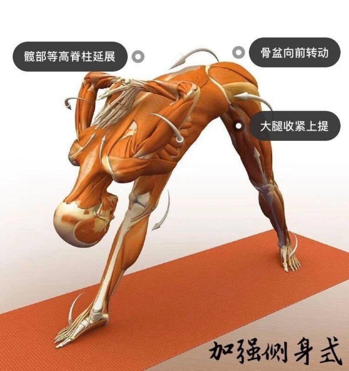 28 个常见瑜伽体式解剖图「01」——正位、发力能一目了然  瑜伽体式解刨图 西安瑜伽培训 瑜伽体位法 瑜伽正位 第 2 张