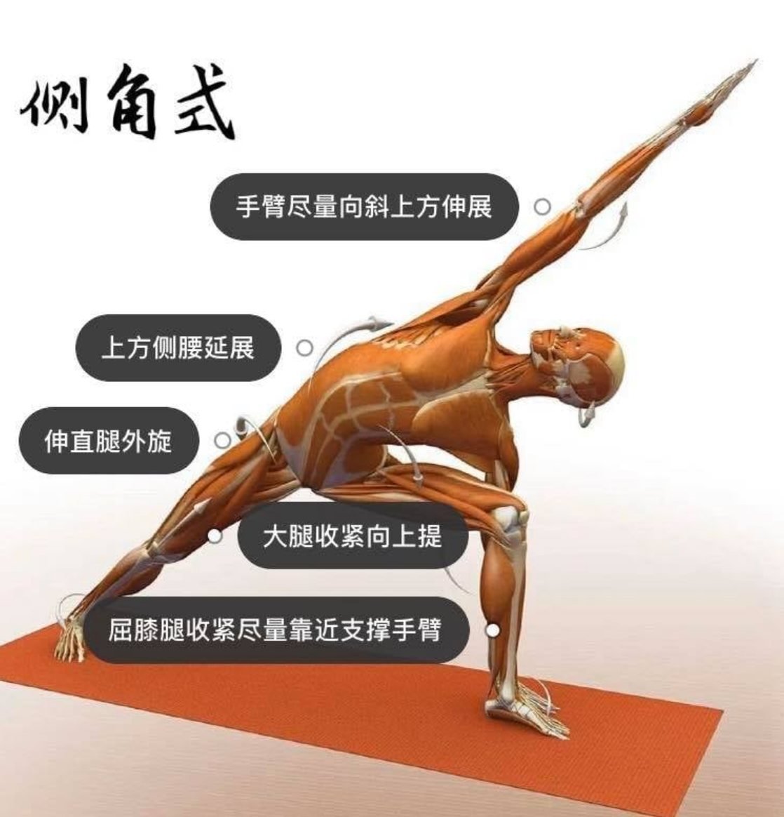 28 个常见瑜伽体式解剖图「01」——正位、发力能一目了然  瑜伽体式解刨图 西安瑜伽培训 瑜伽体位法 瑜伽正位 第 4 张