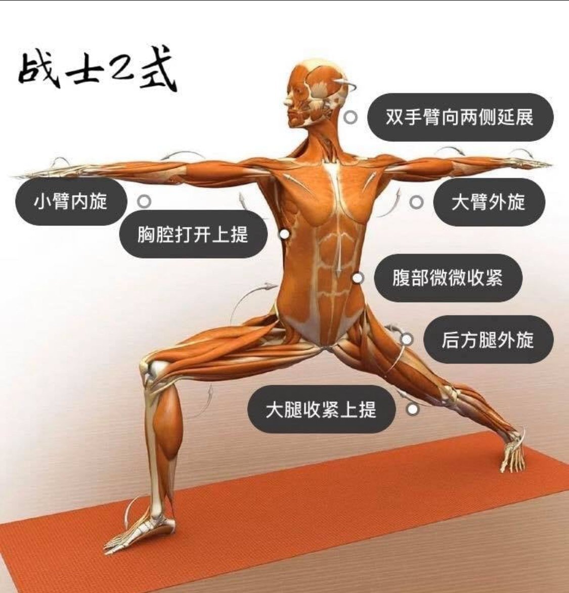 28 个常见瑜伽体式解剖图「01」——正位、发力能一目了然  瑜伽体式解刨图 西安瑜伽培训 瑜伽体位法 瑜伽正位 第 5 张 