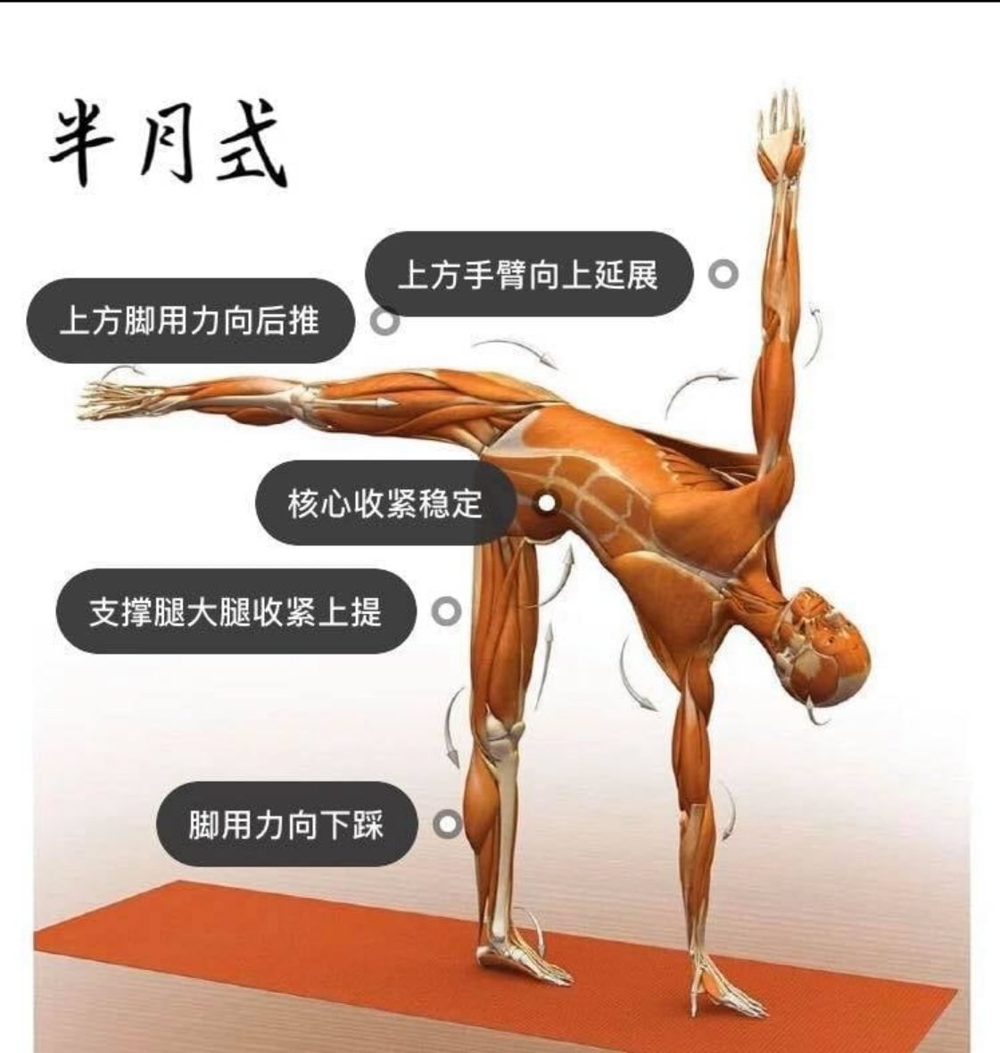 28 个常见瑜伽体式解剖图「01」——正位、发力能一目了然  瑜伽体式解刨图 西安瑜伽培训 瑜伽体位法 瑜伽正位 第 3 张 