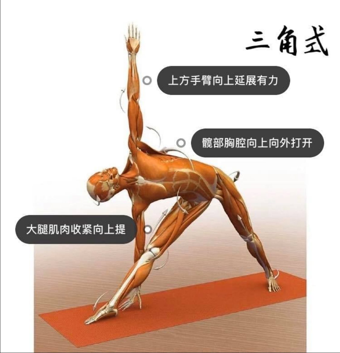 28 个常见瑜伽体式解剖图「01」——正位、发力能一目了然  瑜伽体式解刨图 西安瑜伽培训 瑜伽体位法 瑜伽正位 第 6 张