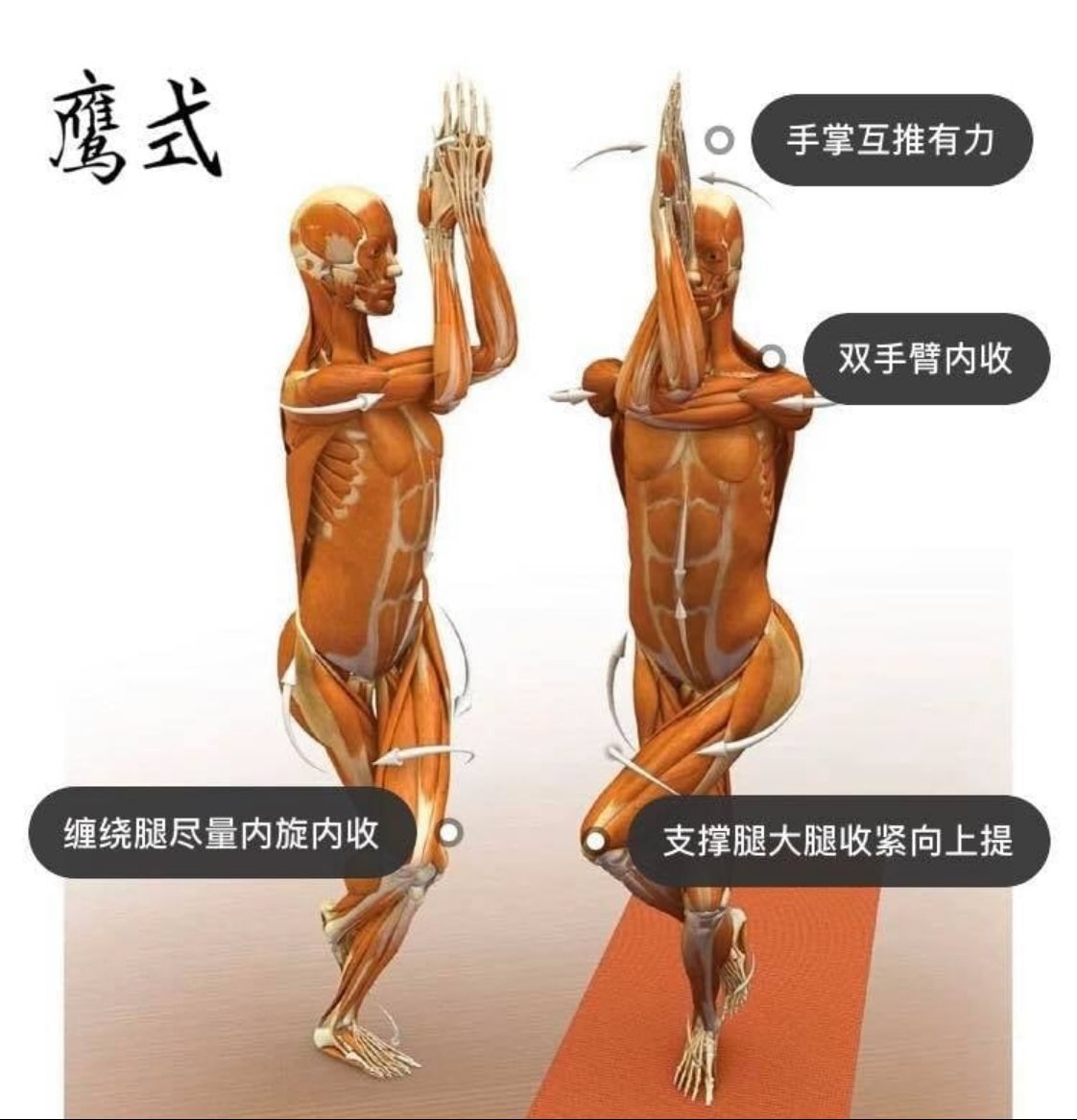 28 个常见瑜伽体式解剖图「01」——正位、发力能一目了然  瑜伽体式解刨图 西安瑜伽培训 瑜伽体位法 瑜伽正位 第 7 张 