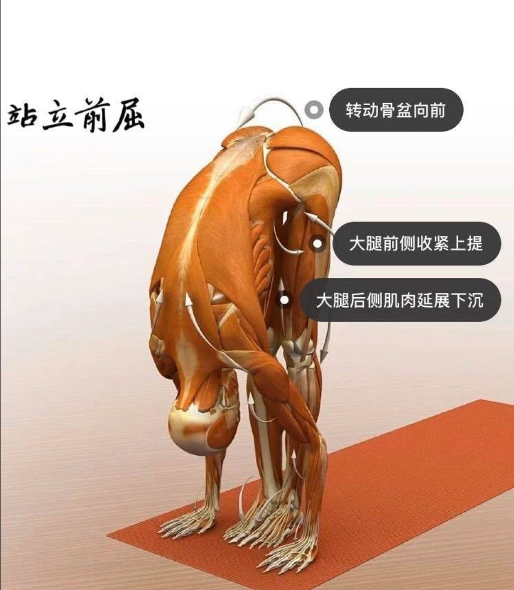 28 个常见瑜伽体式解剖图「01」——正位、发力能一目了然  瑜伽体式解刨图 西安瑜伽培训 瑜伽体位法 瑜伽正位 第 9 张 