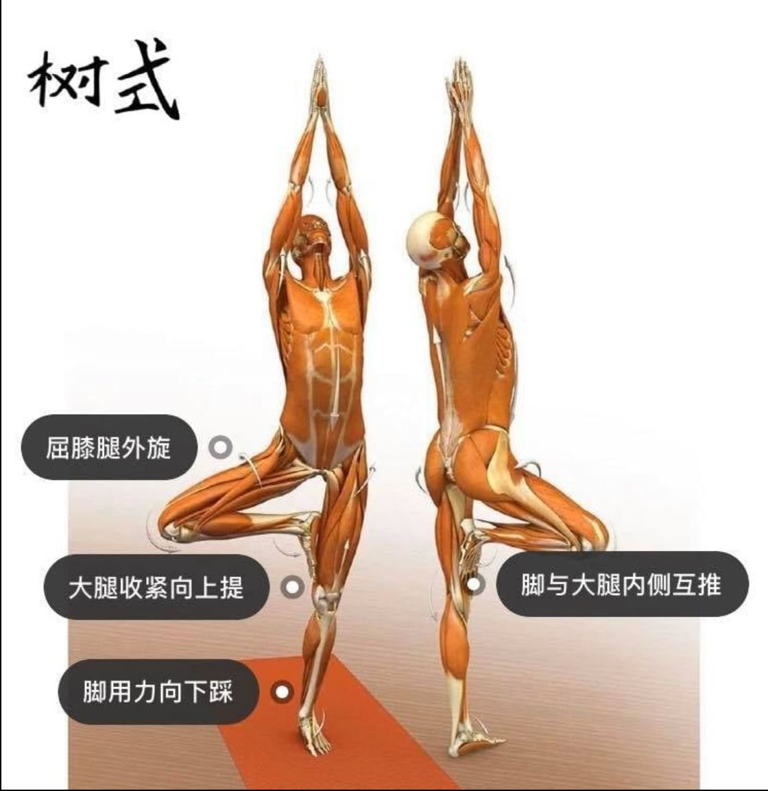 28 个常见瑜伽体式解剖图「01」——正位、发力能一目了然  瑜伽体式解刨图 西安瑜伽培训 瑜伽体位法 瑜伽正位 第 8 张