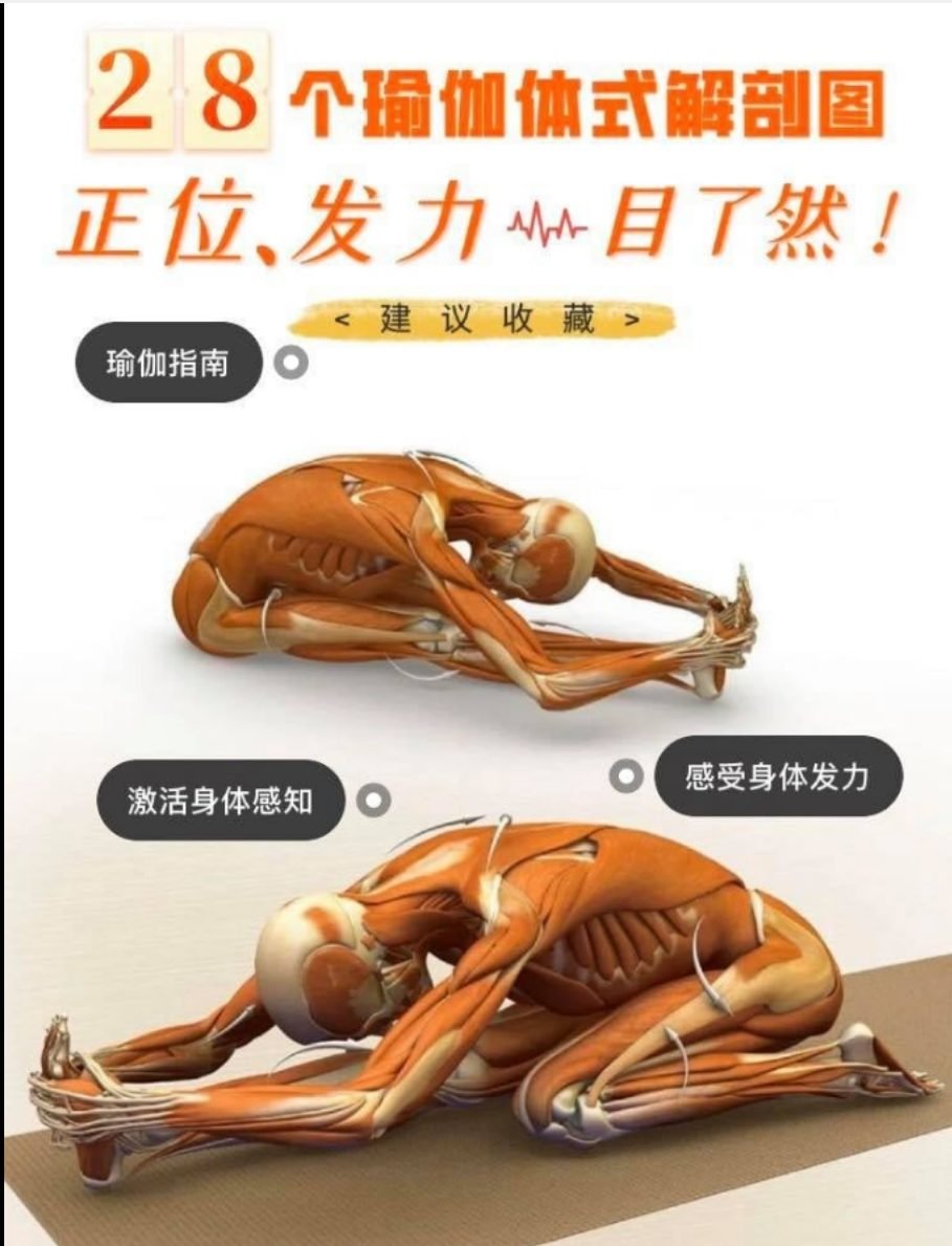 28 个常见瑜伽体式解剖图「01」——正位、发力能一目了然  瑜伽体式解刨图 西安瑜伽培训 瑜伽体位法 瑜伽正位 第 1 张