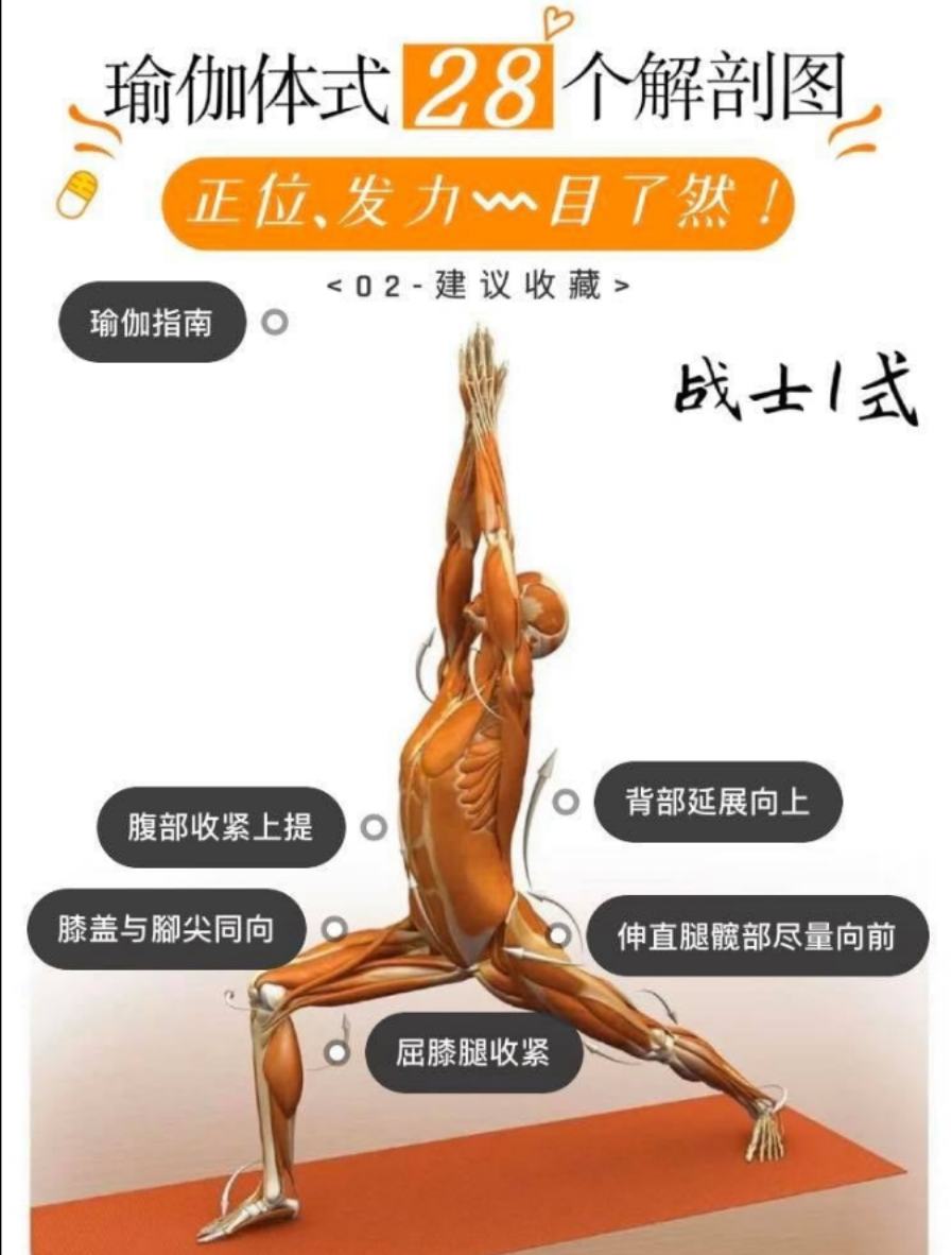 28 个常见瑜伽体式解剖图「02」——瑜伽正位、发力点、要点一目了然  瑜伽体式解刨图 西安瑜伽培训 瑜伽体位法 瑜伽正位 学瑜伽 封闭式瑜伽培训 包食宿 就业 第 1 张