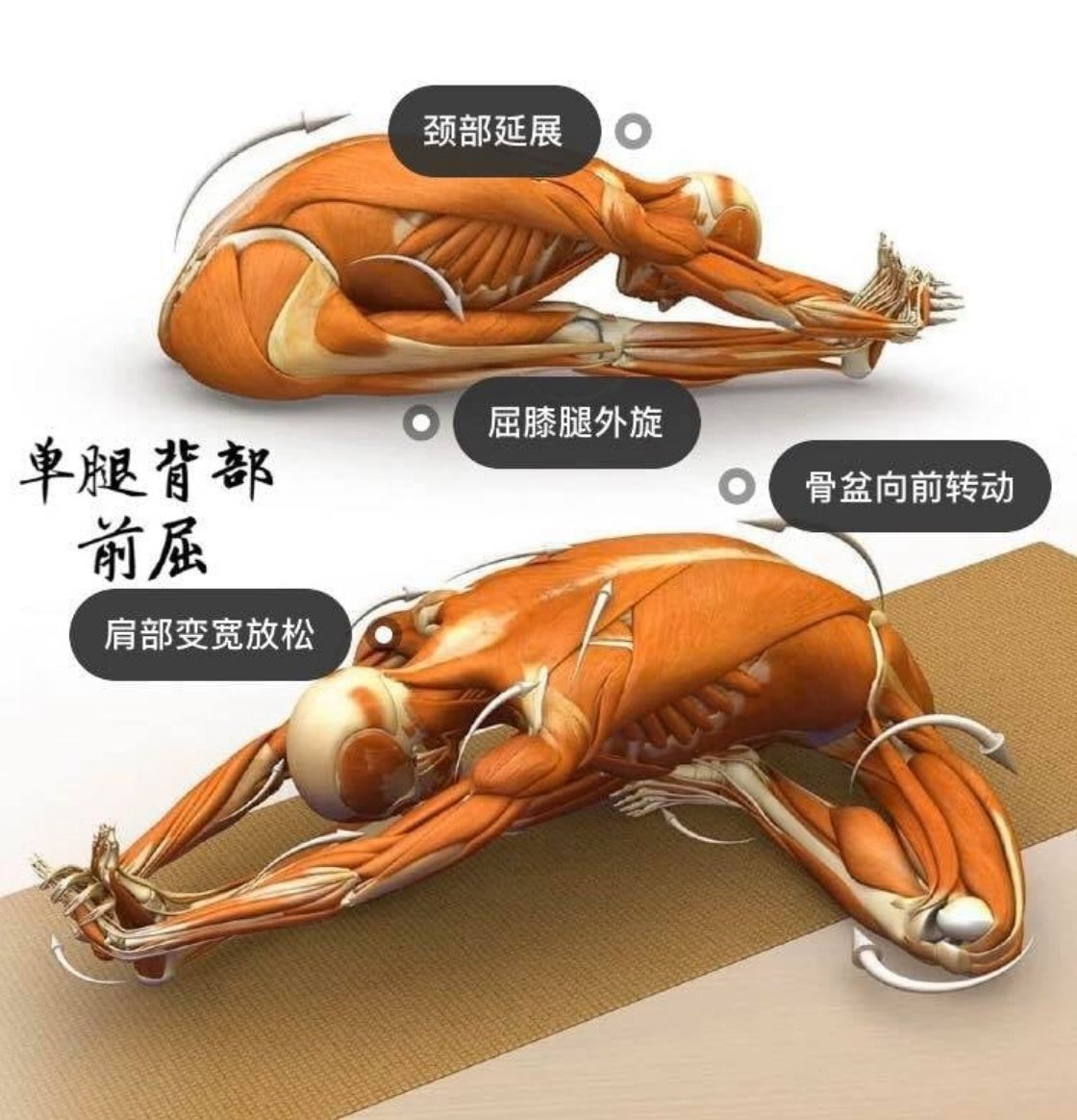 28 个常见瑜伽体式解剖图「02」——瑜伽正位、发力点、要点一目了然  瑜伽体式解刨图 西安瑜伽培训 瑜伽体位法 瑜伽正位 学瑜伽 封闭式瑜伽培训 包食宿 就业 第 3 张