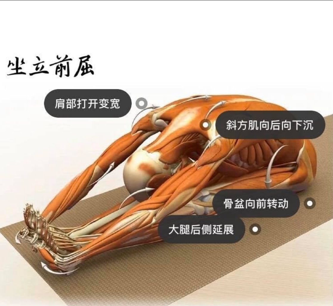 28 个常见瑜伽体式解剖图「02」——瑜伽正位、发力点、要点一目了然  瑜伽体式解刨图 西安瑜伽培训 瑜伽体位法 瑜伽正位 学瑜伽 封闭式瑜伽培训 包食宿 就业 第 4 张 