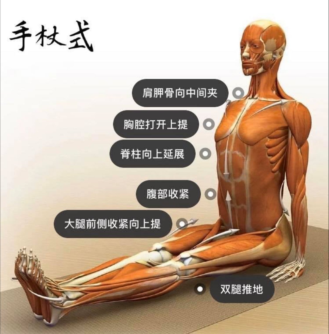 28 个常见瑜伽体式解剖图「02」——瑜伽正位、发力点、要点一目了然  瑜伽体式解刨图 西安瑜伽培训 瑜伽体位法 瑜伽正位 学瑜伽 封闭式瑜伽培训 包食宿 就业 第 5 张