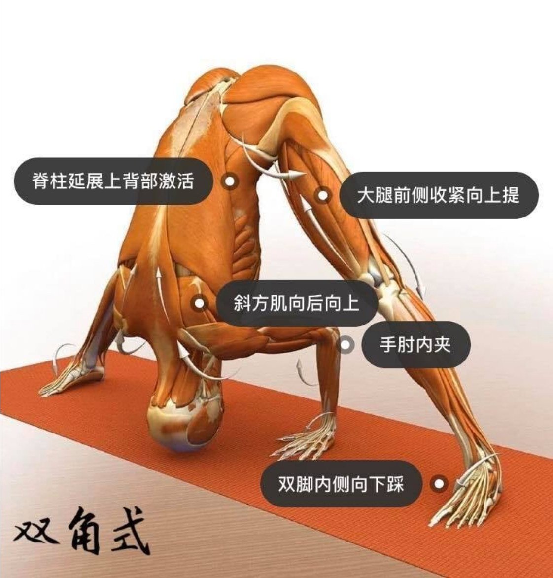 28 个常见瑜伽体式解剖图「02」——瑜伽正位、发力点、要点一目了然  瑜伽体式解刨图 西安瑜伽培训 瑜伽体位法 瑜伽正位 学瑜伽 封闭式瑜伽培训 包食宿 就业 第 6 张 