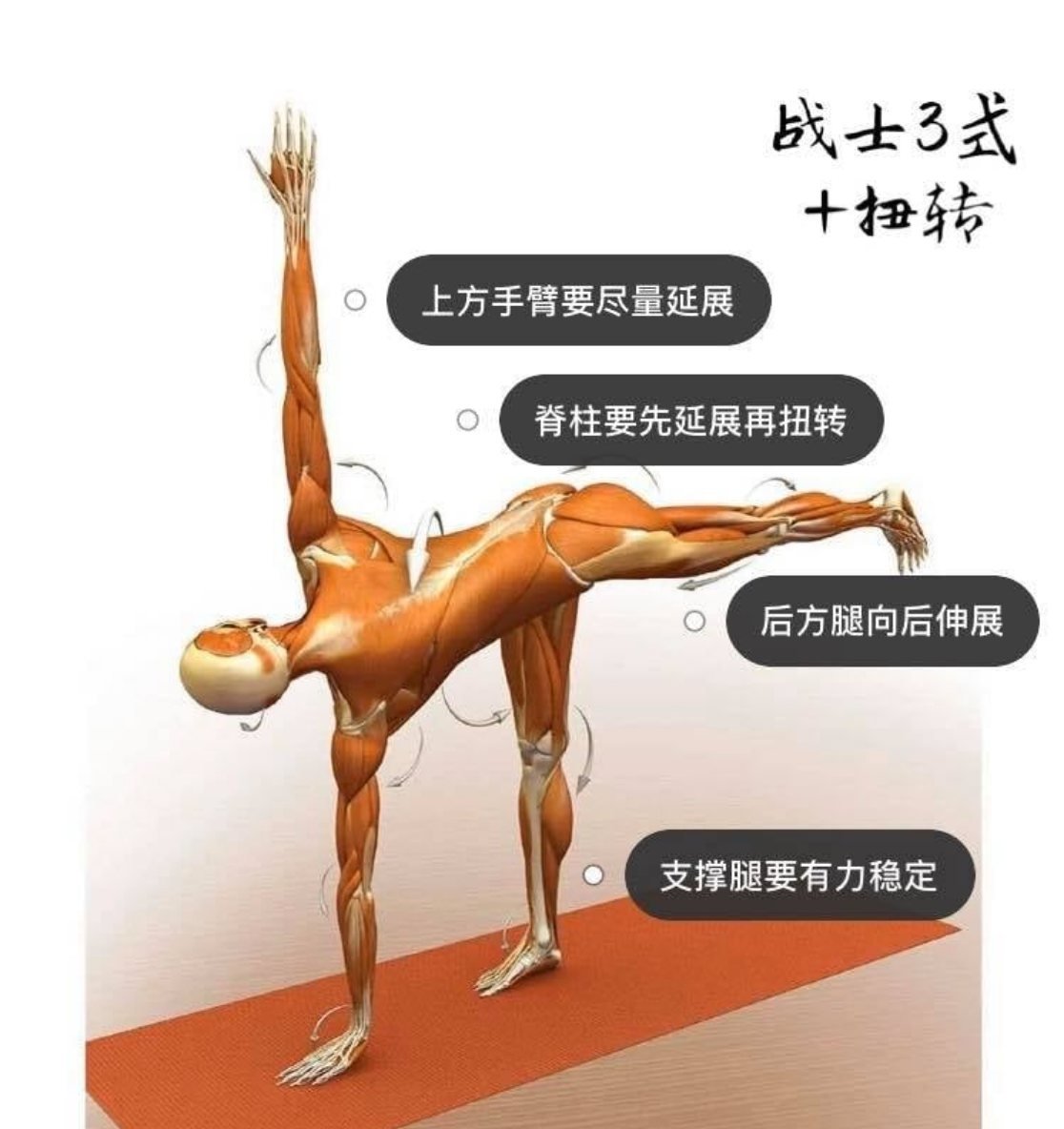 28 个常见瑜伽体式解剖图「02」——瑜伽正位、发力点、要点一目了然  瑜伽体式解刨图 西安瑜伽培训 瑜伽体位法 瑜伽正位 学瑜伽 封闭式瑜伽培训 包食宿 就业 第 8 张 