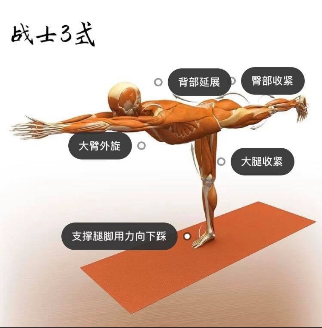 28 个常见瑜伽体式解剖图「02」——瑜伽正位、发力点、要点一目了然  瑜伽体式解刨图 西安瑜伽培训 瑜伽体位法 瑜伽正位 学瑜伽 封闭式瑜伽培训 包食宿 就业 第 9 张