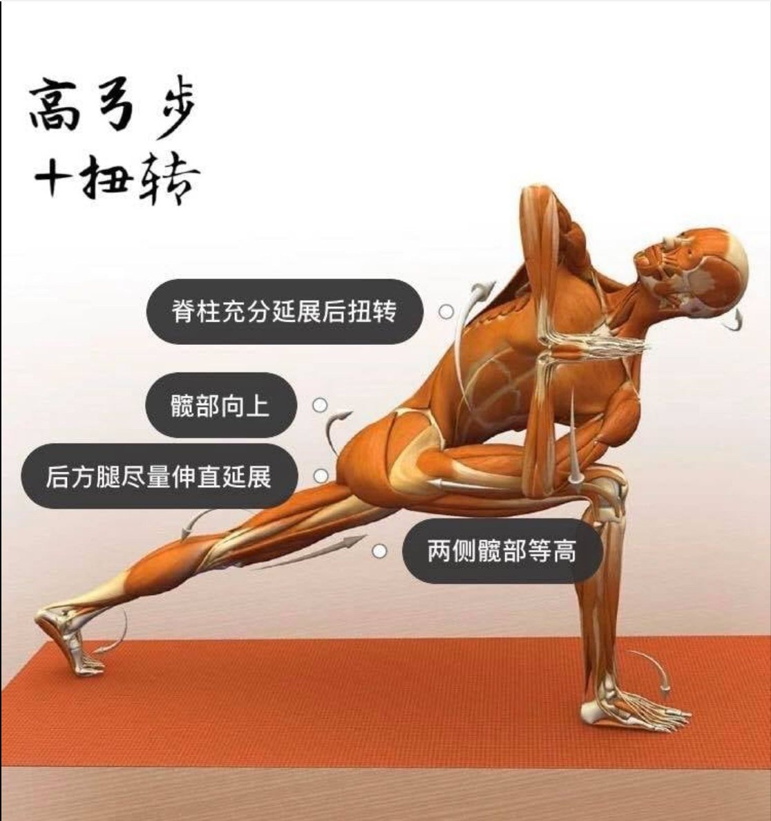 28 个常见瑜伽体式解剖图「02」——瑜伽正位、发力点、要点一目了然  瑜伽体式解刨图 西安瑜伽培训 瑜伽体位法 瑜伽正位 学瑜伽 封闭式瑜伽培训 包食宿 就业 第 7 张