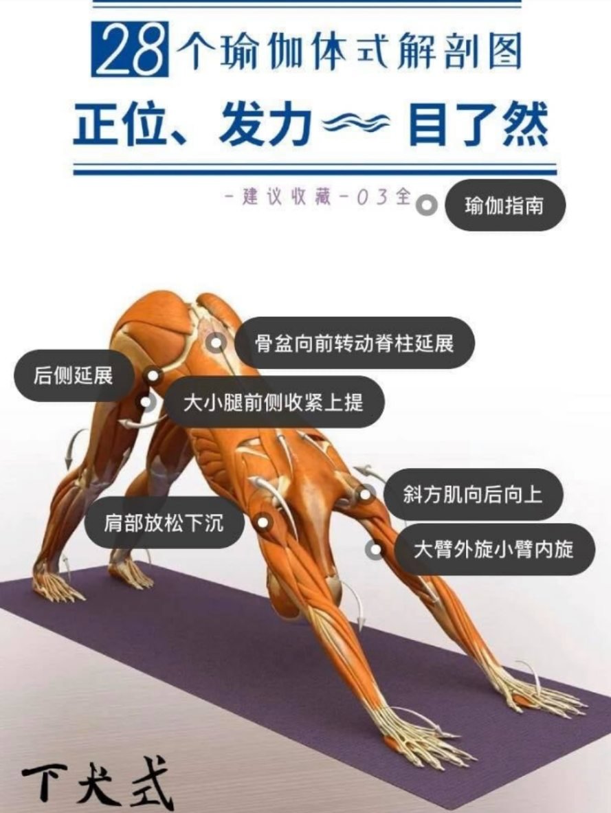 28 个常见瑜伽体式解剖图「03」——瑜伽正位、发力点、要点一目了然  瑜伽体式解刨图 西安瑜伽培训 瑜伽体位法 瑜伽正位 学瑜伽 封闭式瑜伽培训 包食宿 就业 第 1 张