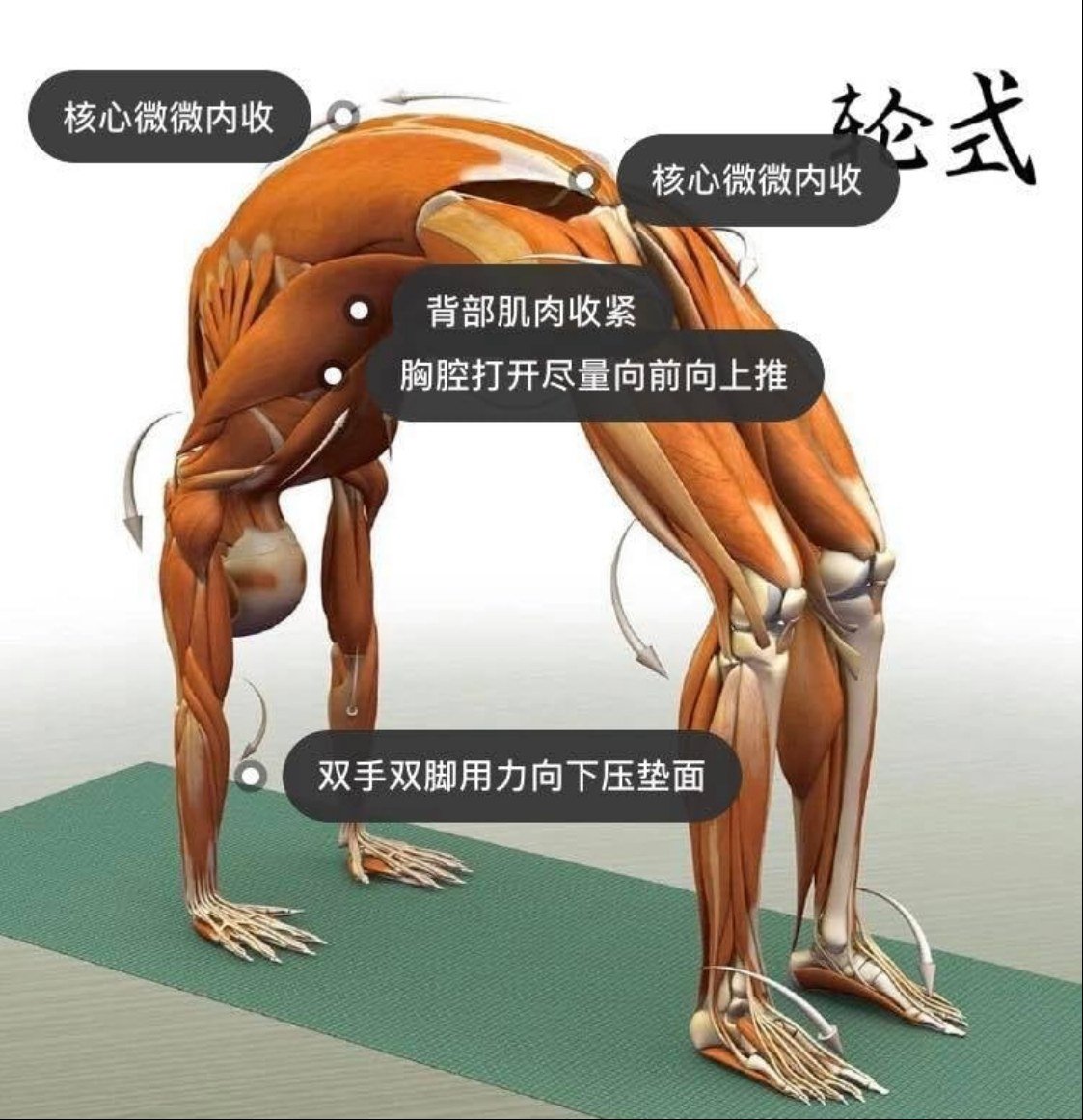 28 个常见瑜伽体式解剖图「03」——瑜伽正位、发力点、要点一目了然  瑜伽体式解刨图 西安瑜伽培训 瑜伽体位法 瑜伽正位 学瑜伽 封闭式瑜伽培训 包食宿 就业 第 3 张 