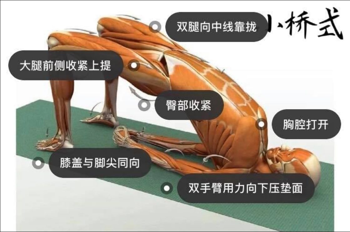 28 个常见瑜伽体式解剖图「03」——瑜伽正位、发力点、要点一目了然  瑜伽体式解刨图 西安瑜伽培训 瑜伽体位法 瑜伽正位 学瑜伽 封闭式瑜伽培训 包食宿 就业 第 4 张