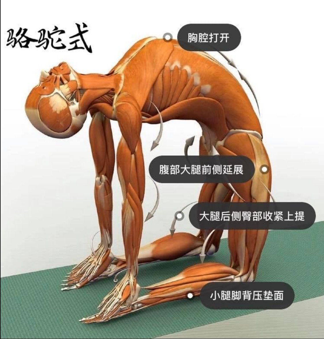 28 个常见瑜伽体式解剖图「03」——瑜伽正位、发力点、要点一目了然  瑜伽体式解刨图 西安瑜伽培训 瑜伽体位法 瑜伽正位 学瑜伽 封闭式瑜伽培训 包食宿 就业 第 2 张