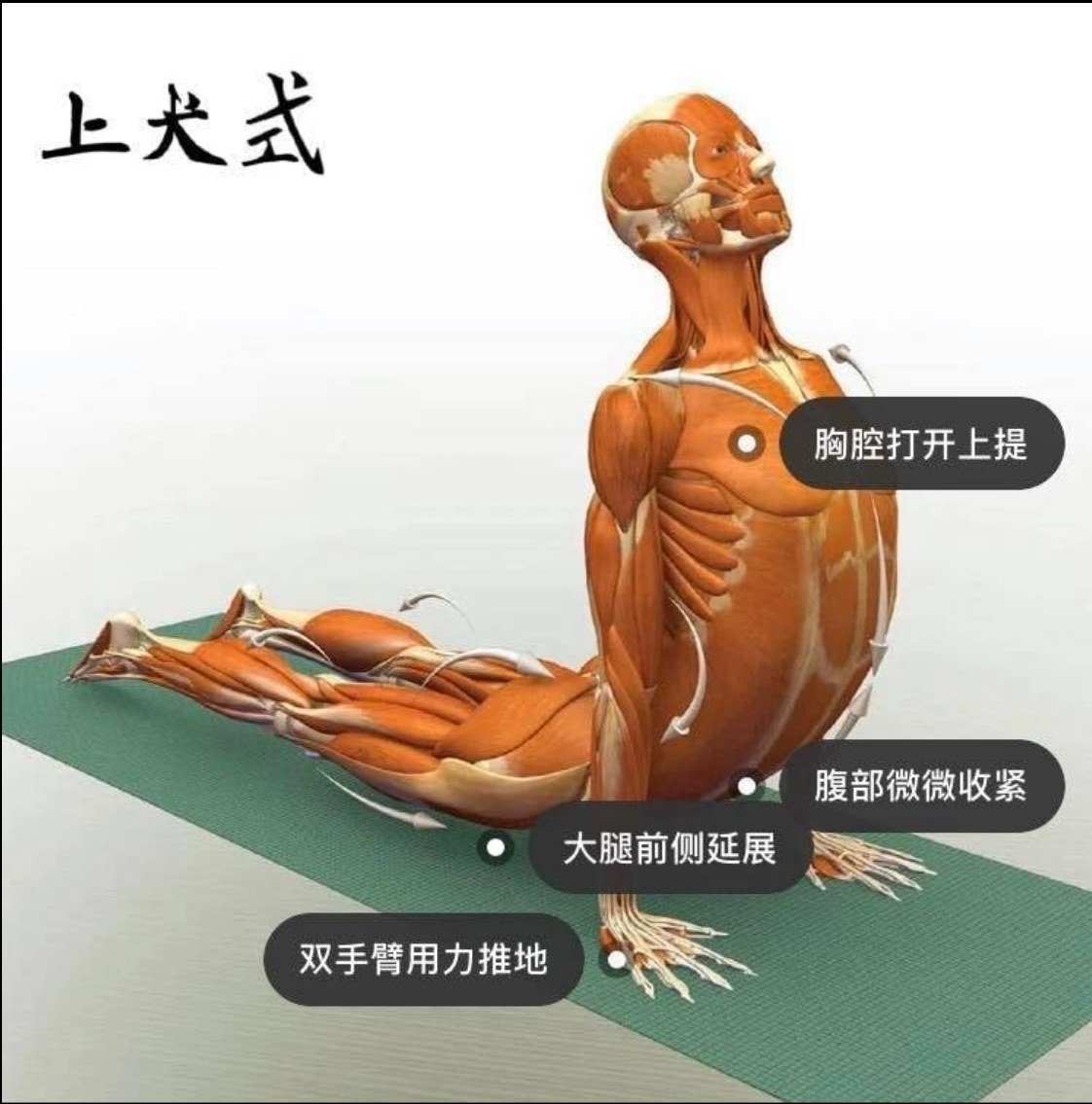 28 个常见瑜伽体式解剖图「03」——瑜伽正位、发力点、要点一目了然  瑜伽体式解刨图 西安瑜伽培训 瑜伽体位法 瑜伽正位 学瑜伽 封闭式瑜伽培训 包食宿 就业 第 8 张