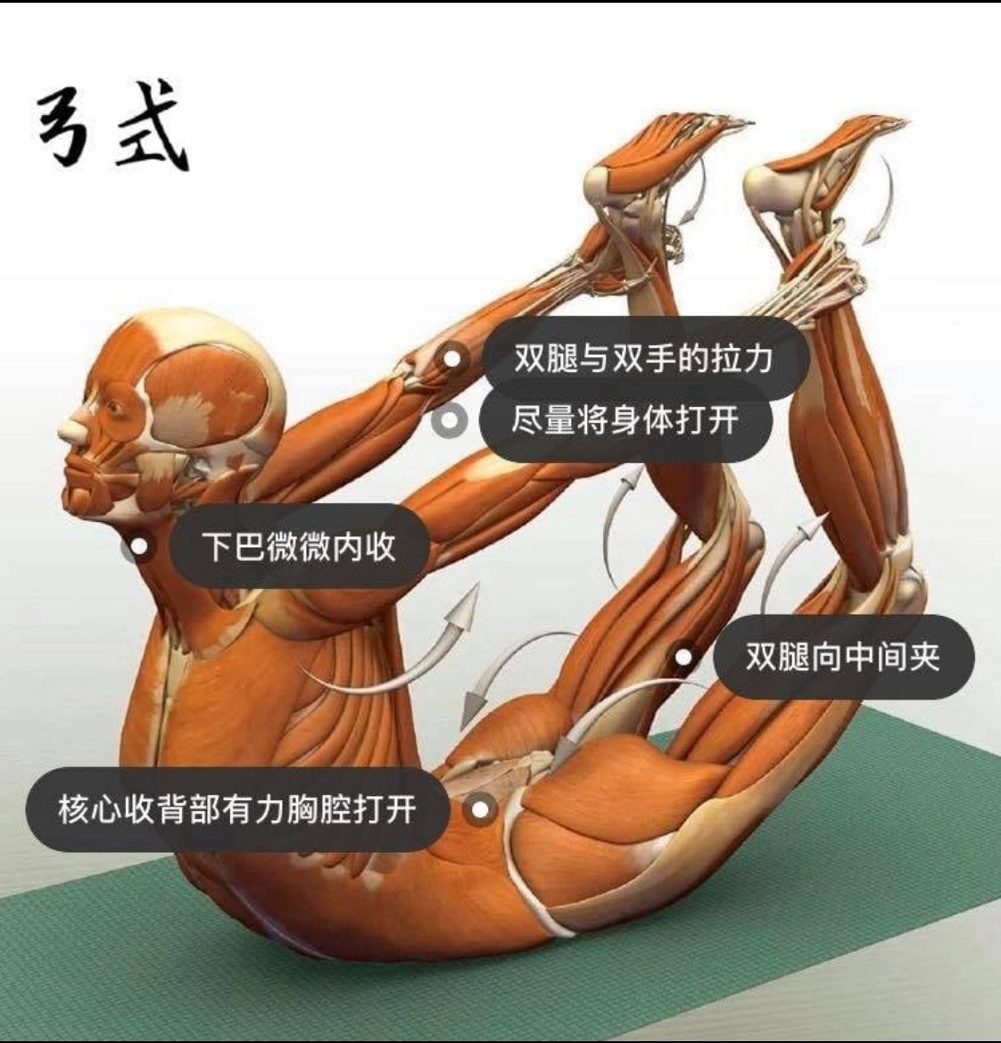 28 个常见瑜伽体式解剖图「03」——瑜伽正位、发力点、要点一目了然  瑜伽体式解刨图 西安瑜伽培训 瑜伽体位法 瑜伽正位 学瑜伽 封闭式瑜伽培训 包食宿 就业 第 7 张 