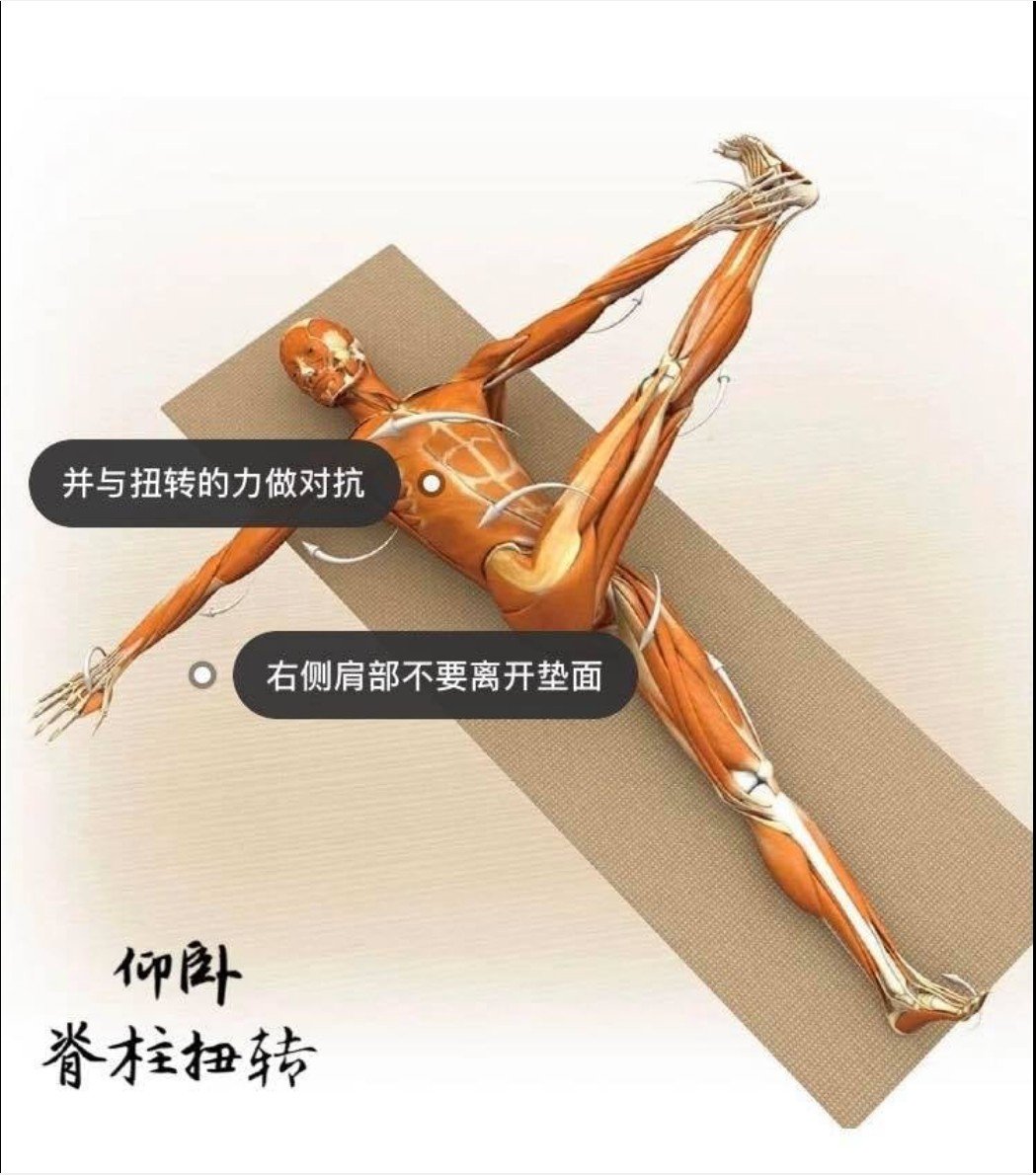 28 个常见瑜伽体式解剖图「03」——瑜伽正位、发力点、要点一目了然  瑜伽体式解刨图 西安瑜伽培训 瑜伽体位法 瑜伽正位 学瑜伽 封闭式瑜伽培训 包食宿 就业 第 6 张