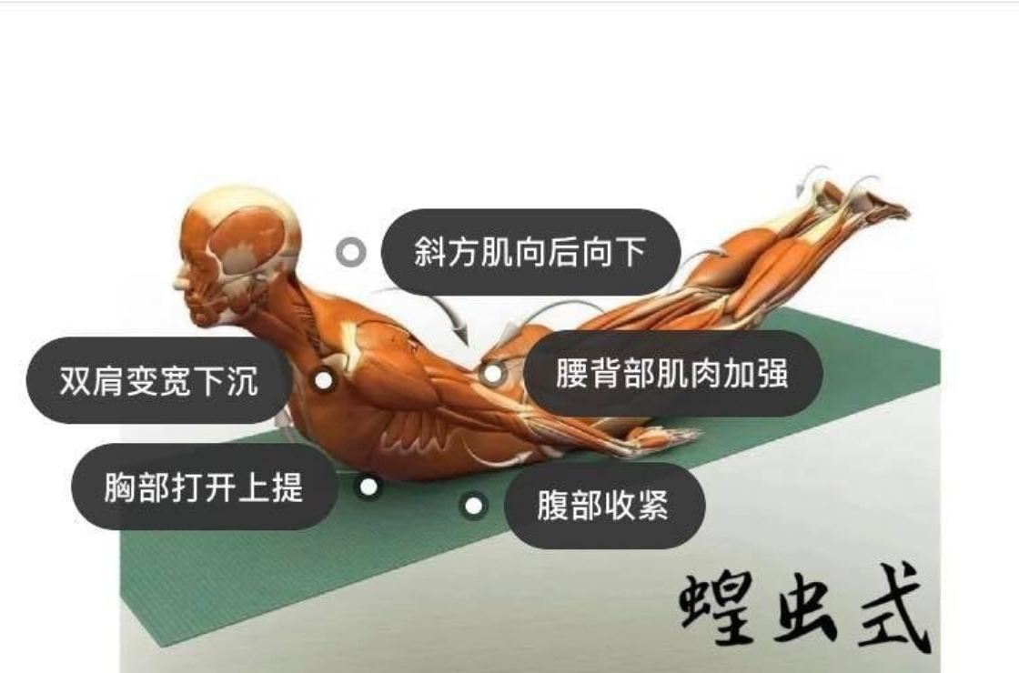 28 个常见瑜伽体式解剖图「03」——瑜伽正位、发力点、要点一目了然  瑜伽体式解刨图 西安瑜伽培训 瑜伽体位法 瑜伽正位 学瑜伽 封闭式瑜伽培训 包食宿 就业 第 10 张