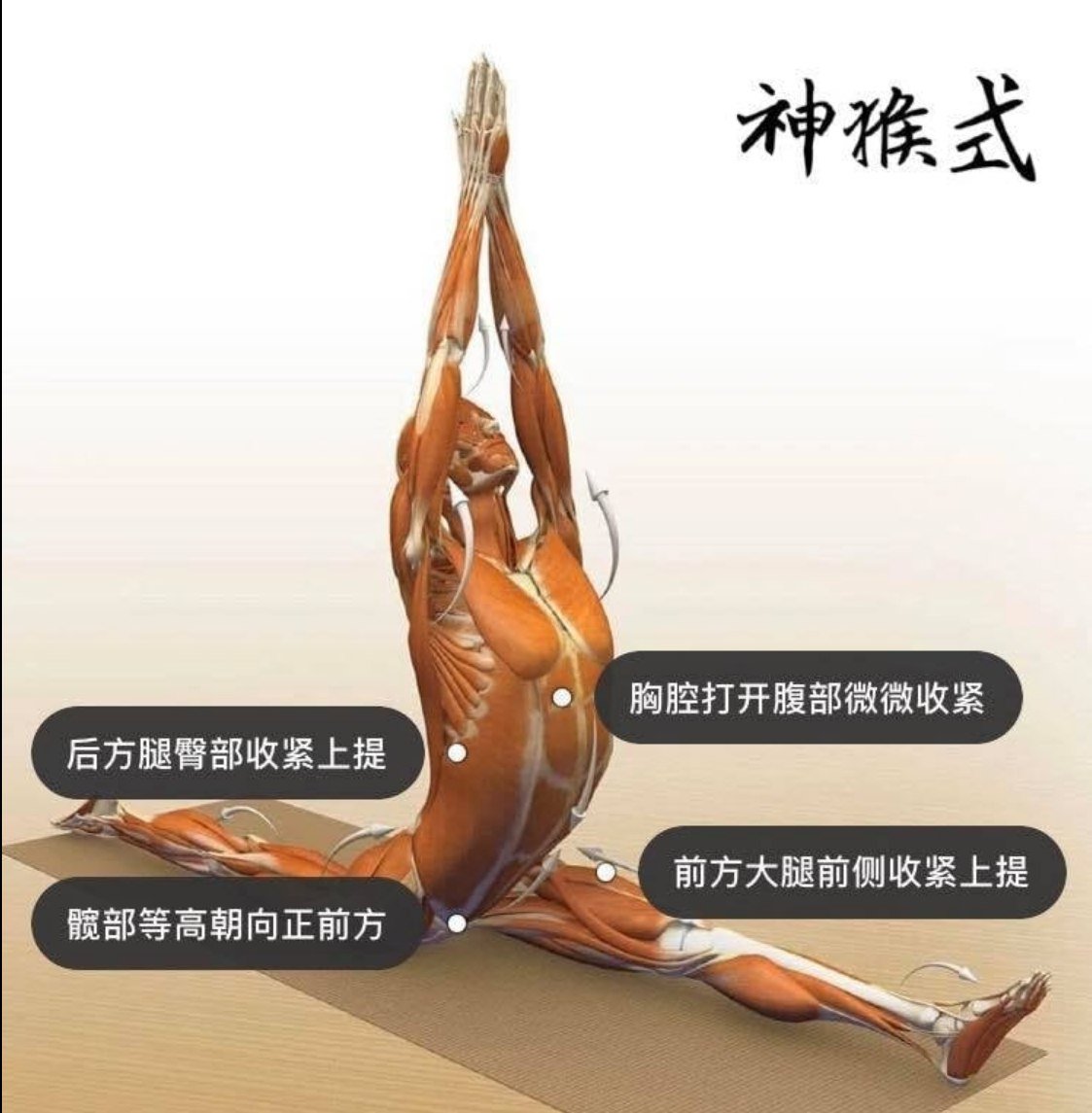 28 个常见瑜伽体式解剖图「03」——瑜伽正位、发力点、要点一目了然  瑜伽体式解刨图 西安瑜伽培训 瑜伽体位法 瑜伽正位 学瑜伽 封闭式瑜伽培训 包食宿 就业 第 5 张 
