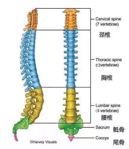 为什么要重复练猫牛式呢?（瑜伽猫牛式）  身体 心理 流瑜伽 健康 瑜伽变化 瑜伽体式 猫牛式 猫呼吸 西安瑜伽培训 第 2 张