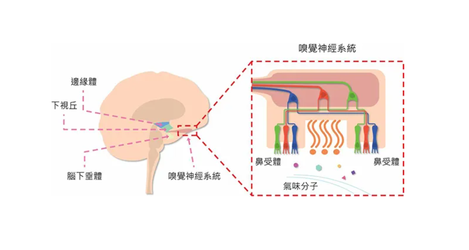 阿育吠陀疗愈 -- 环境是你延伸的身体。你肉体之外的一切都是身体的延伸  第 3 张