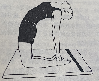 骆驼式Ushtrasana(camel pose)