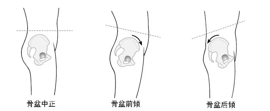 练得再多也不如练得精! 练瑜伽，正位很重要，附 26 个瑜伽体式正位图  第 6 张
