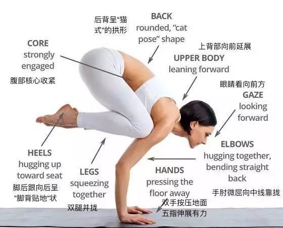 练得再多也不如练得精! 练瑜伽，正位很重要，附 26 个瑜伽体式正位图  第 31 张