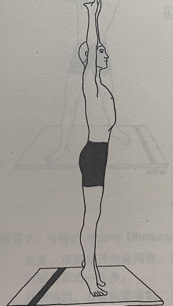 摩天式 Tadasana (palm tree pose)  摩天式 Tadasana palm pose 第 1 张