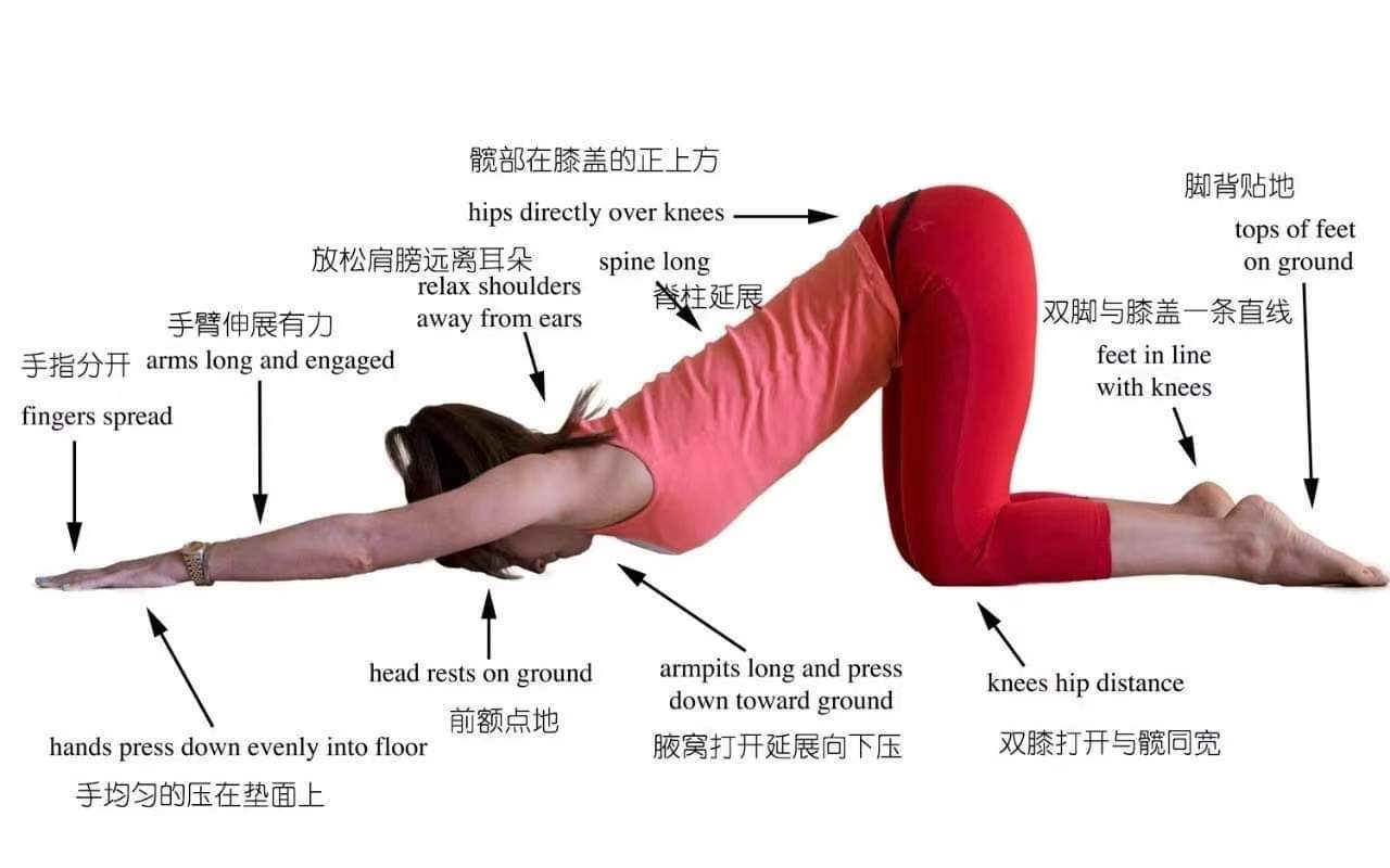 瑜伽体式：小狗式 / 融心式  瑜伽体式解刨图 西安瑜伽培训 瑜伽体位法 瑜伽正位 瑜伽体式 小狗式 瑜伽动物体式 瑜伽培训 第 4 张