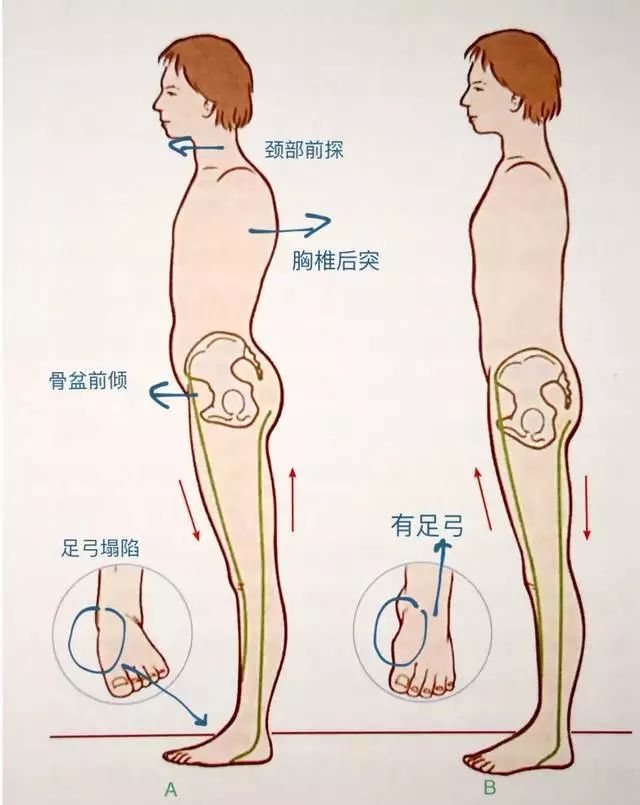堪称“天然减震器”的足弓，在瑜伽练习中如何激活它？  甲状腺 心轮 战士 2 姿势排序的 5 种方法 王瑜伽 瑜伽呼吸技巧 第 4 张