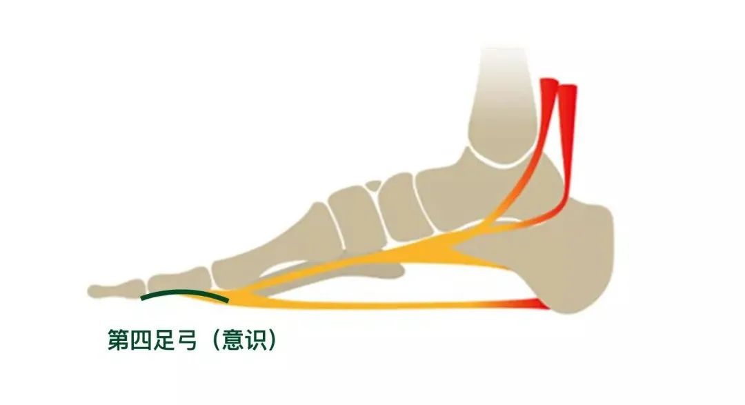 堪称“天然减震器”的足弓，在瑜伽练习中如何激活它？  甲状腺 心轮 战士 2 姿势排序的 5 种方法 王瑜伽 瑜伽呼吸技巧 第 2 张