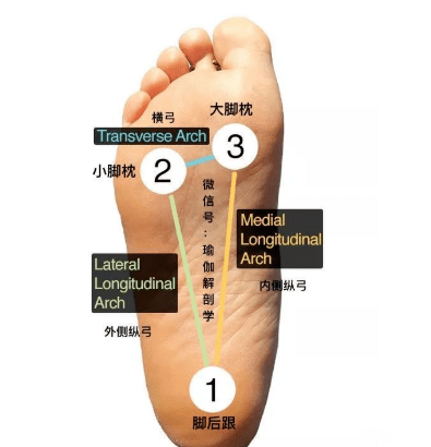 练瑜伽为什么要强调“正位”？这 6 大原则一定要知道！  第 5 张