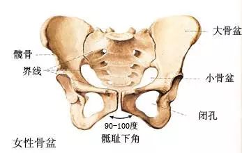 产后骨盆修复, 盆底肌康复, 腹直肌分离康复, 图解 + 详解  第 9 张