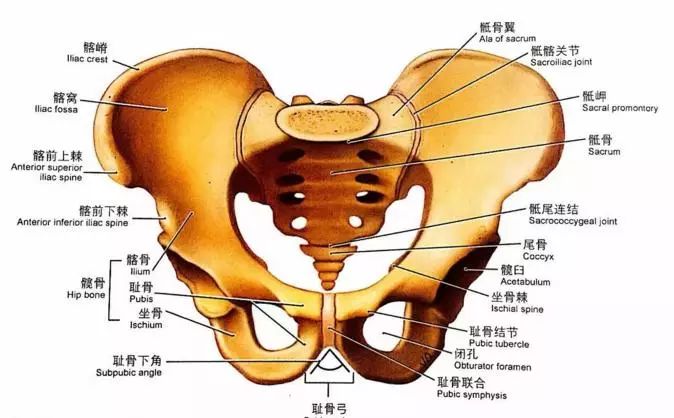 产后骨盆修复, 盆底肌康复, 腹直肌分离康复, 图解 + 详解  第 7 张