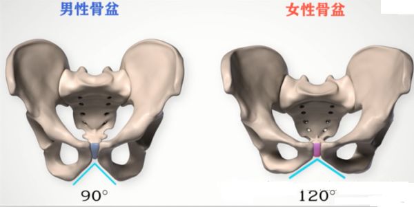 产后骨盆修复, 盆底肌康复, 腹直肌分离康复, 图解 + 详解  第 8 张