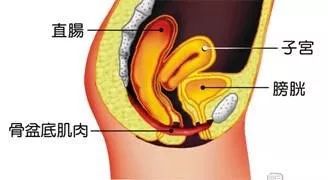产后骨盆修复, 盆底肌康复, 腹直肌分离康复, 图解 + 详解  第 1 张