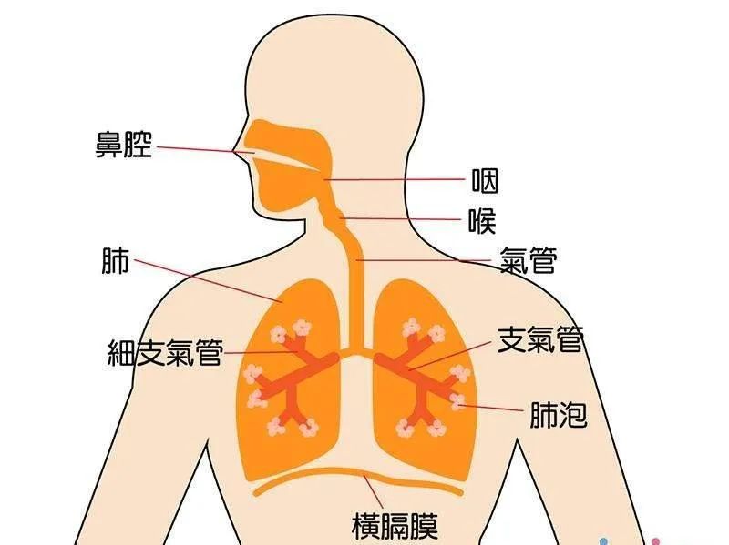 练瑜伽，呼吸不够饱满？因为你没有启动这 2 块肌肉！（收藏级）  第 1 张
