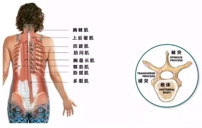 练瑜伽，呼吸不够饱满？因为你没有启动这 2 块肌肉！（收藏级）  第 7 张