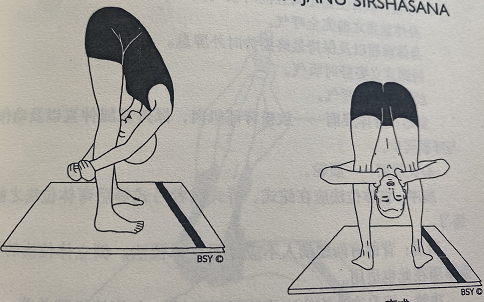 站立头至膝间式 Utthita Janu Sirshasana(standing head between knees pose)  站立头至膝间式 腘绳肌 髋关节 脊神经 胰腺 第 1 张